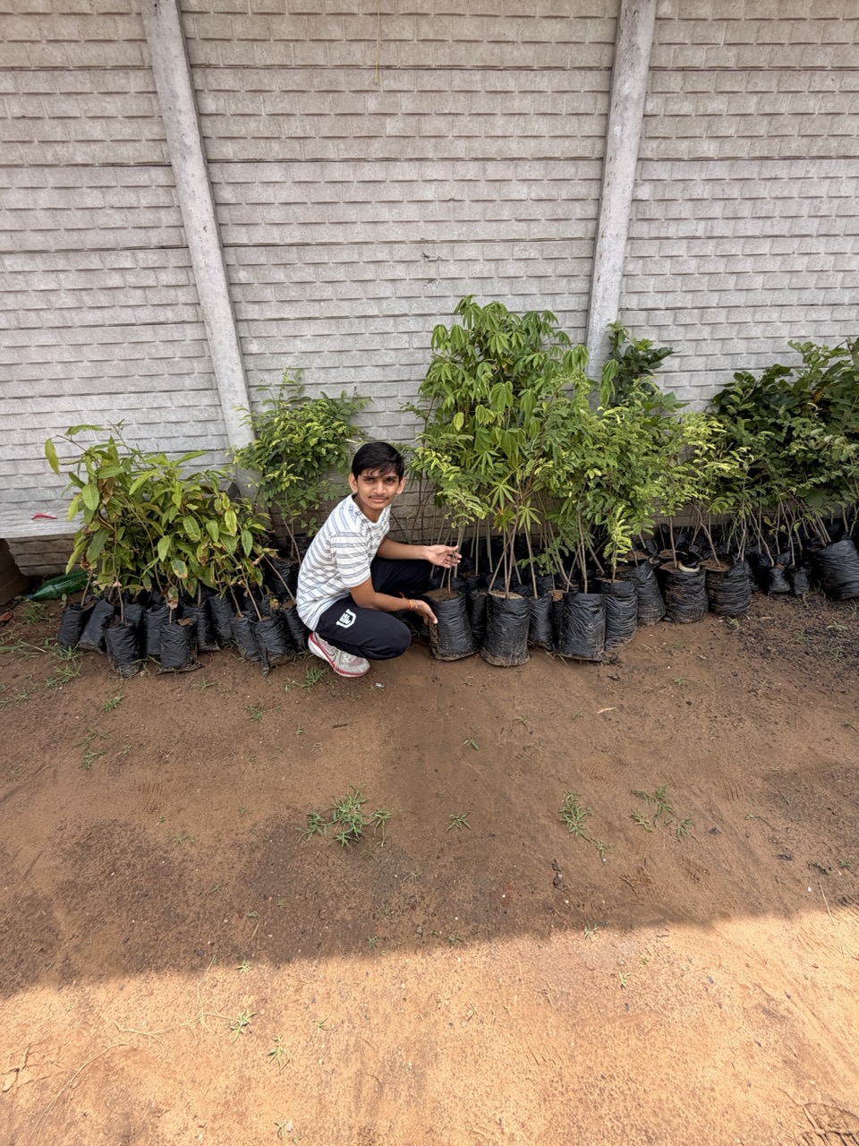Plantation drive